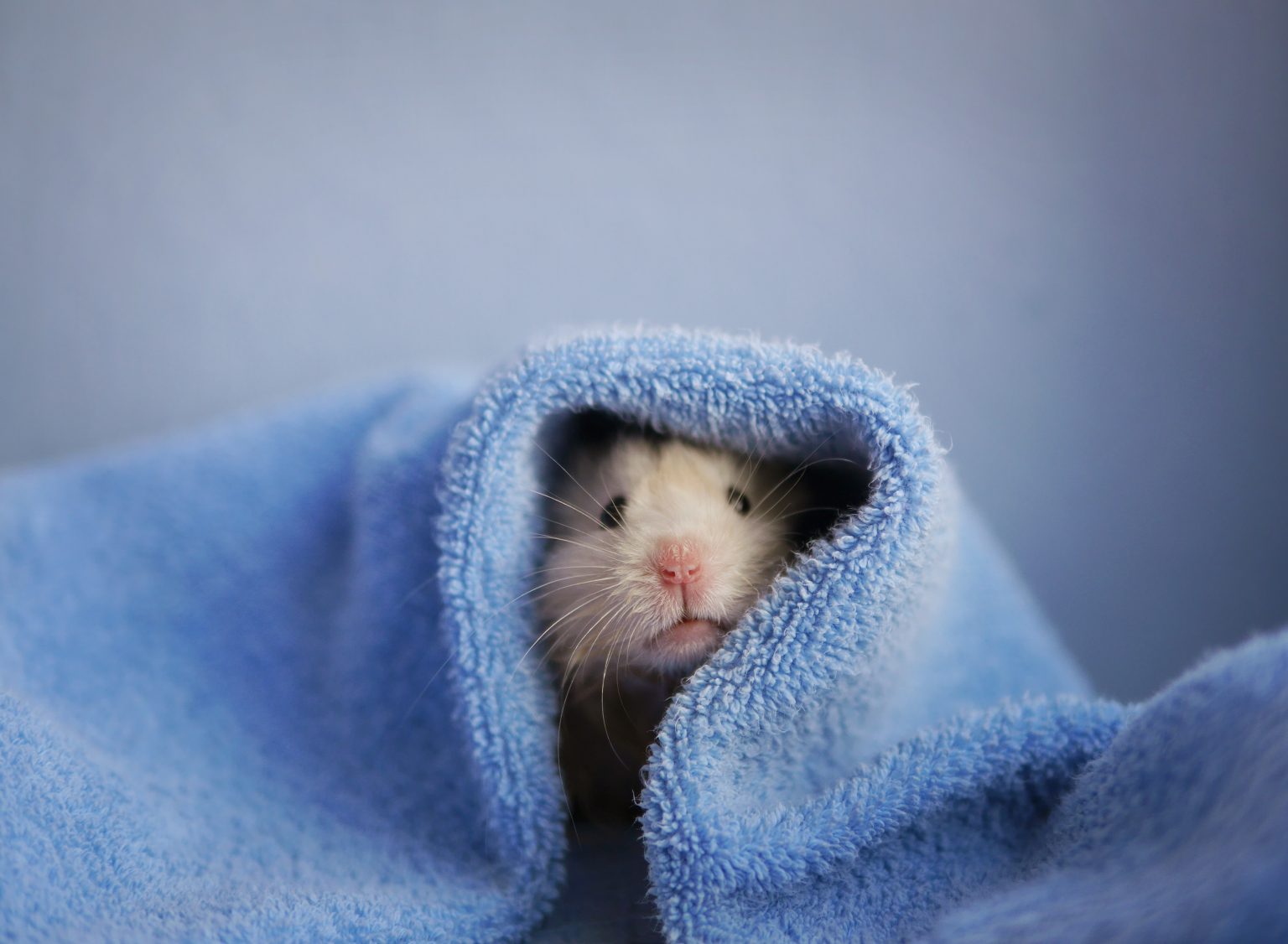 Мышка в одеялке